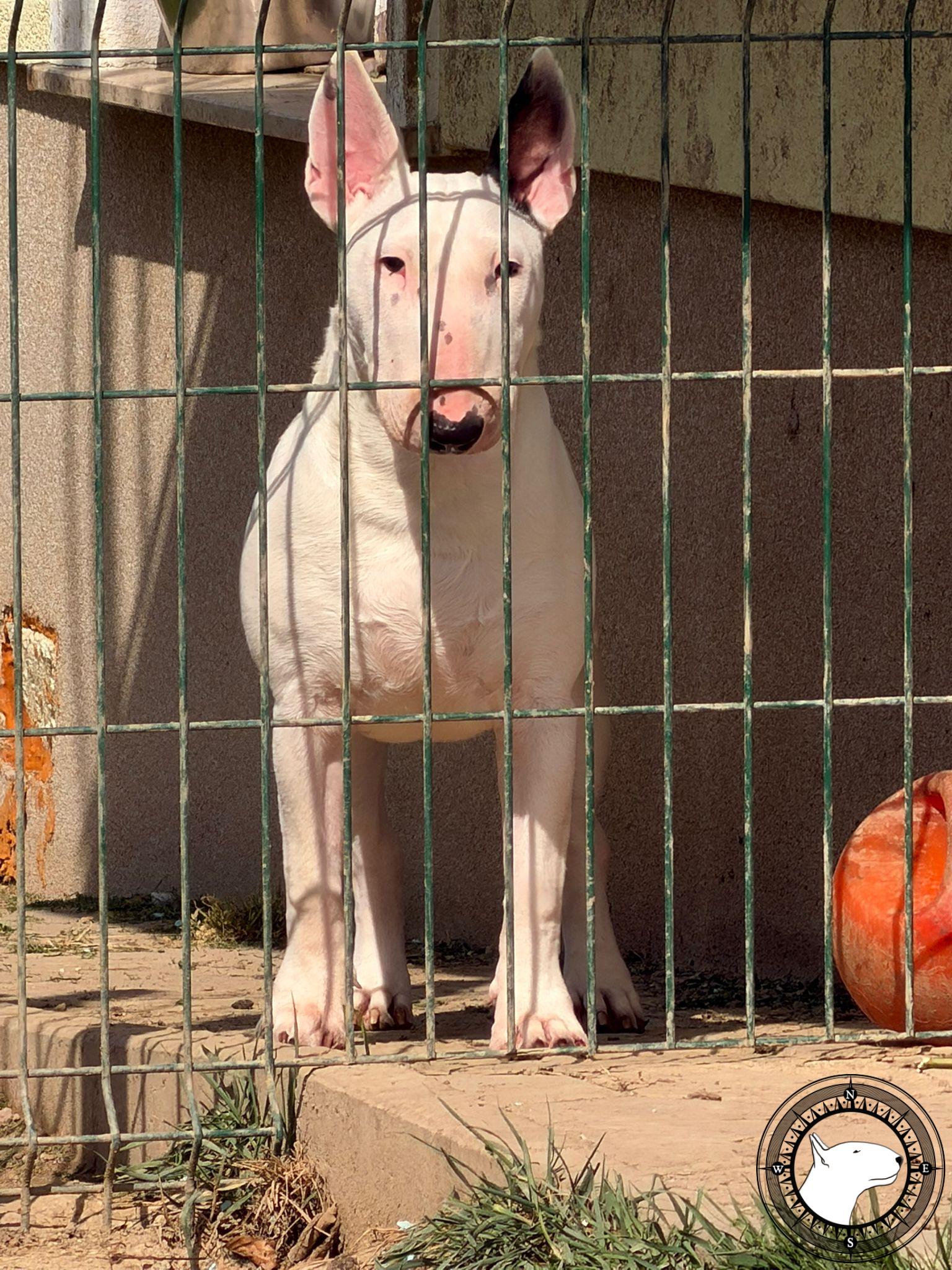 POISSON IVY BOSSY PANTS